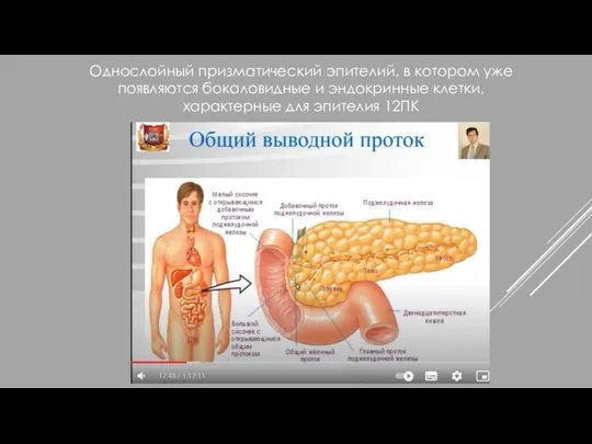 Однослойный призматический эпителий, в котором уже появляются бокаловидные и эндокринные клетки, характерные для эпителия 12ПК