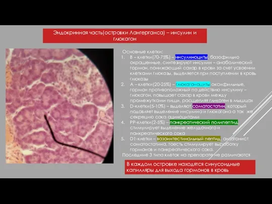 Эндокринная часть(островки Лангерганса) – инсулин и глюкагон Основные клетки: В – клетки(70-75%)