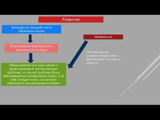 Развитие Энтодерма средней части первичной кишки Образование вентральной и дорсальной складки Объединение