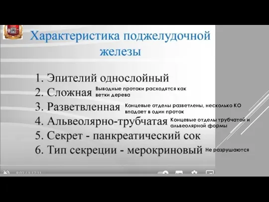 Выводные протоки расходятся как ветки дерева Концевые отделы разветлены, несколько КО впадает