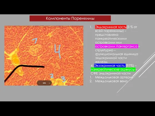 Компоненты Паренхимы Эндокринная часть(3 % от всей паренхимы) – представлена панкреатическими островками