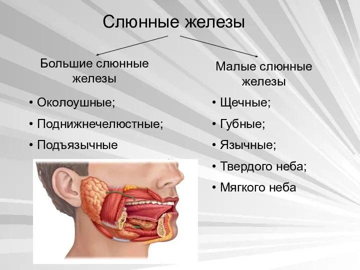 Слюнные железы Большие слюнные железы Малые слюнные железы Околоушные; Поднижнечелюстные; Подъязычные Щечные;