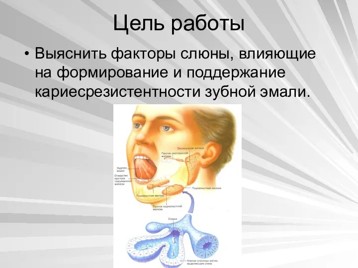 Цель работы Выяснить факторы слюны, влияющие на формирование и поддержание кариесрезистентности зубной эмали.