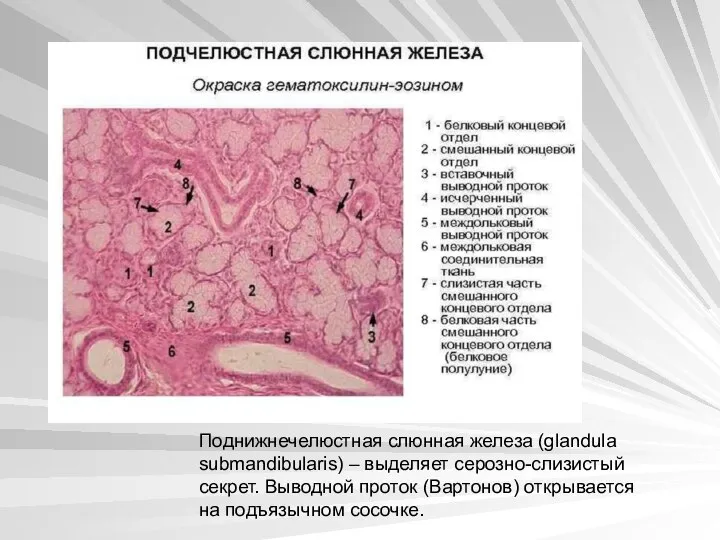 Поднижнечелюстная слюнная железа (glandula submandibularis) – выделяет серозно-слизистый секрет. Выводной проток (Вартонов) открывается на подъязычном сосочке.