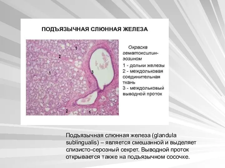 Подъязычная слюнная железа (glandula sublingualis) – является смешанной и выделяет слизисто-серозный секрет.