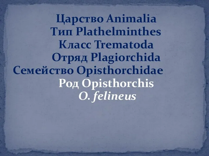 Царство Animalia Тип Plathelminthes Класс Trematoda Отряд Plagiorchida Семейство Opisthorchidae Род Opisthorchis O. felineus