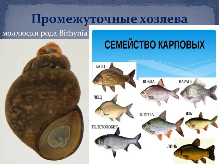 моллюски рода Bithynia Промежуточные хозяева