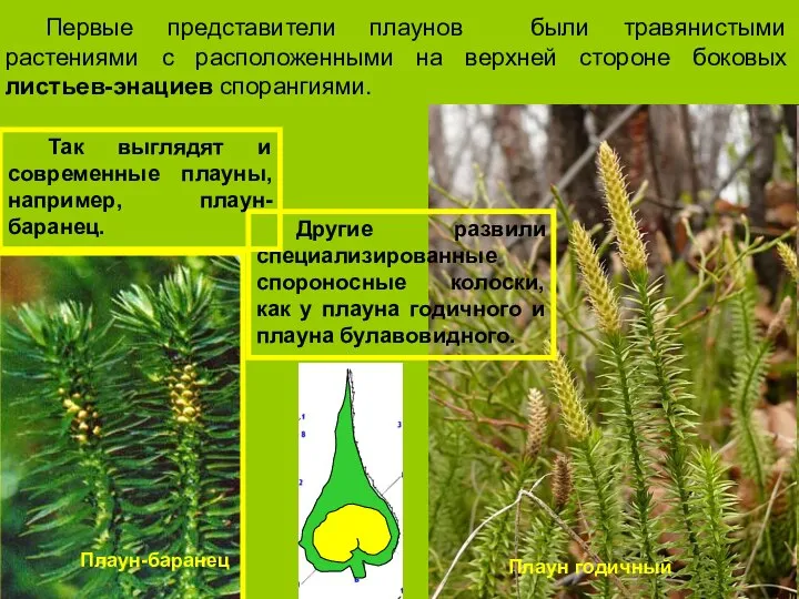 Первые представители плаунов были травянистыми растениями с расположенными на верхней стороне боковых