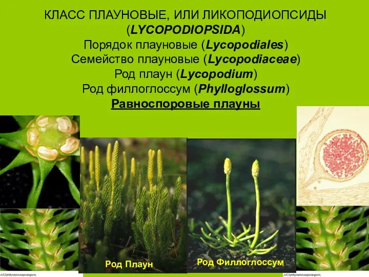 КЛАСС ПЛАУНОВЫЕ, ИЛИ ЛИКОПОДИОПСИДЫ (LYCOPODIOPSIDA) Порядок плауновые (Lycopodiales) Семейство плауновые (Lycopodiaceae) Род