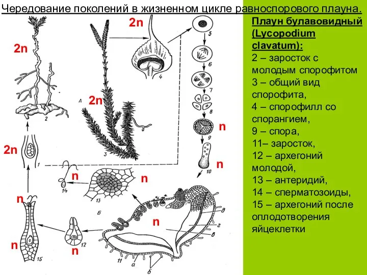 Плаун булавовидный (Lycopodium clavatum): 2 – заросток с молодым спорофитом 3 –