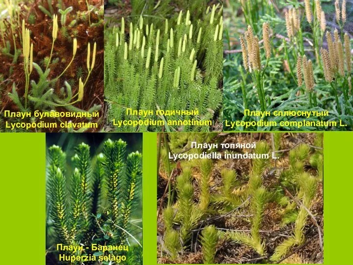 Плаун годичный Lycopodium annotinum Плаун булавовидный Lycopodium clavatum Плаун сплюснутый Lycopodium complanatum