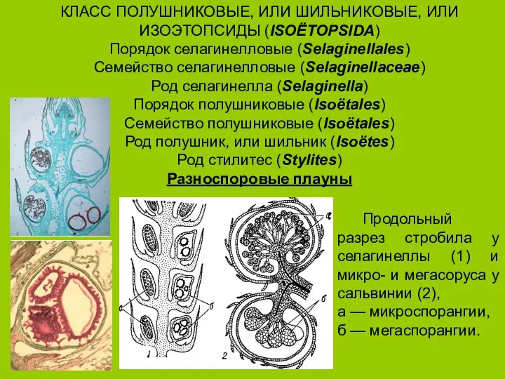 КЛАСС ПОЛУШНИКОВЫЕ, ИЛИ ШИЛЬНИКОВЫЕ, ИЛИ ИЗОЭТОПСИДЫ (ISOЁTOPSIDA) Порядок селагинелловые (Selaginellales) Семейство селагинелловые