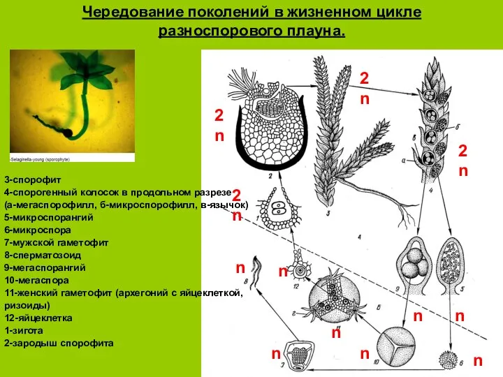 Чередование поколений в жизненном цикле разноспорового плауна. 3-спорофит 4-спорогенный колосок в продольном