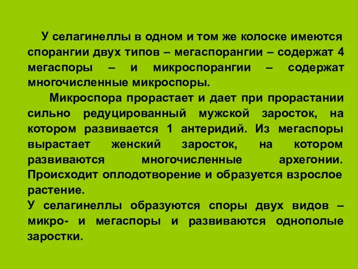 У селагинеллы в одном и том же колоске имеются спорангии двух типов