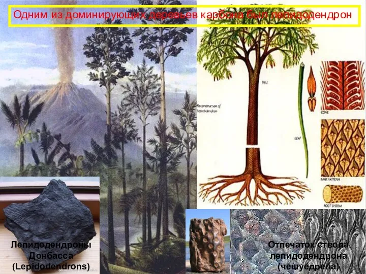 Одним из доминирующих деревьев карбона был лепидодендрон Отпечаток ствола лепидодендрона (чешуедрева) Лепидодендроны Донбасса (Lepidodendrons)
