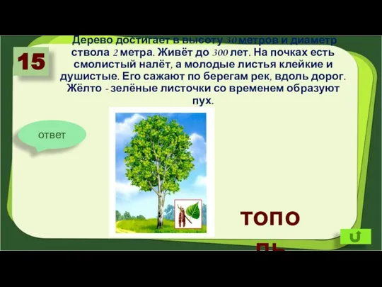 Дерево достигает в высоту 30 метров и диаметр ствола 2 метра. Живёт