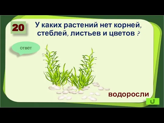 У каких растений нет корней, стеблей, листьев и цветов ? 20 ответ водоросли