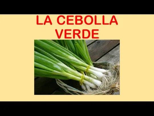 LA CEBOLLA VERDE