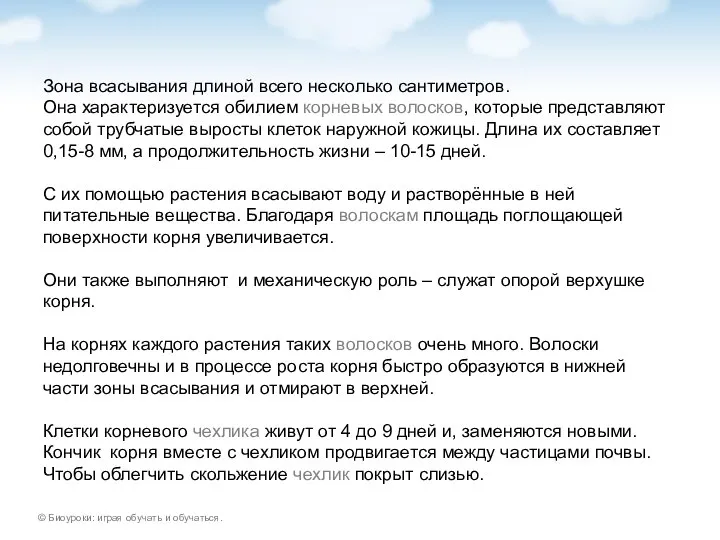 Зона всасывания длиной всего несколько сантиметров. Она характеризуется обилием корневых волосков, которые