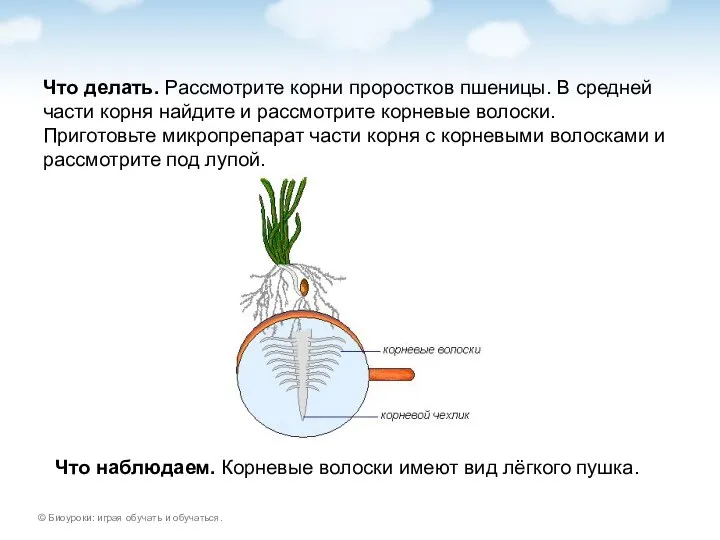 Что делать. Рассмотрите корни проростков пшеницы. В средней части корня найдите и