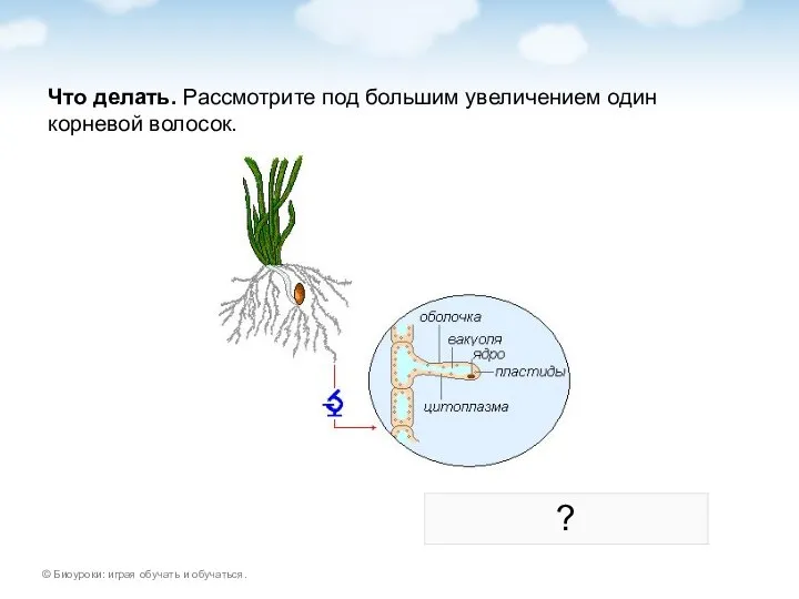 Что делать. Рассмотрите под большим увеличением один корневой волосок. ?