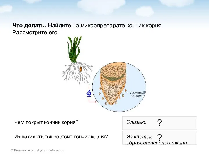 Что делать. Найдите на микропрепарате кончик корня. Рассмотрите его. Чем покрыт кончик