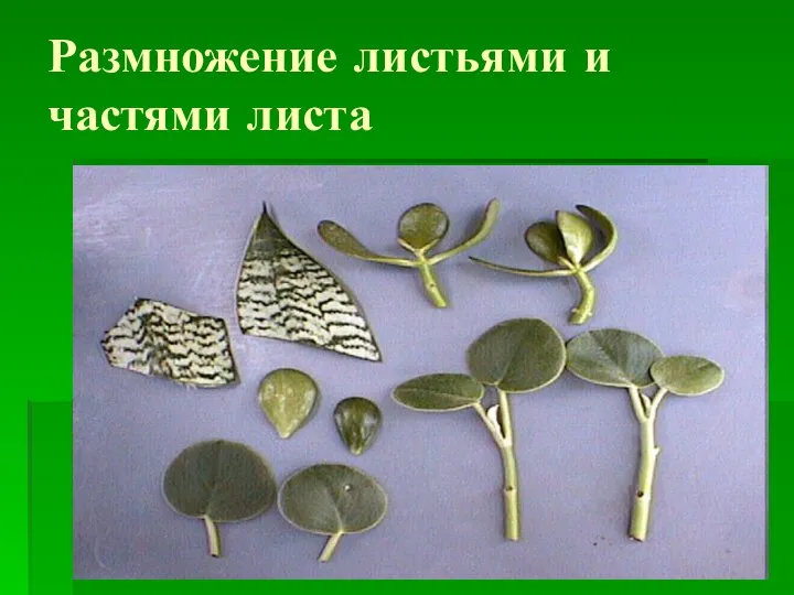 Размножение листьями и частями листа