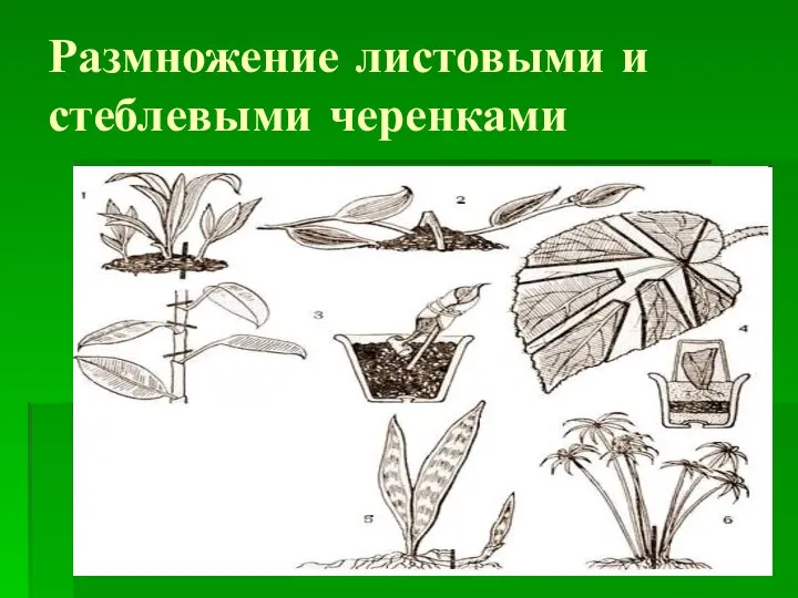 Размножение листовыми и стеблевыми черенками