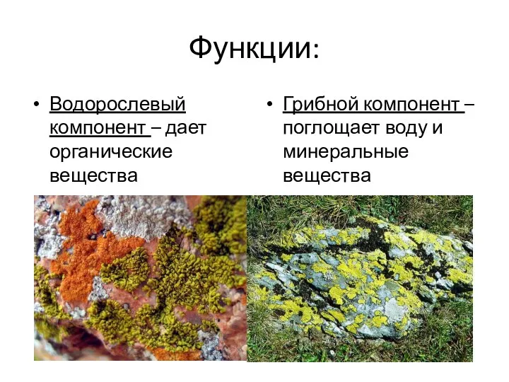 Функции: Водорослевый компонент – дает органические вещества Грибной компонент – поглощает воду и минеральные вещества