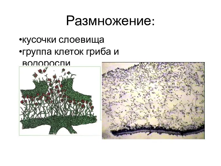 Размножение: кусочки слоевища группа клеток гриба и водоросли