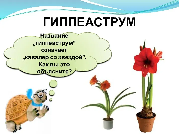 Название „гиппеаструм“ означает „кавалер со звездой“. Как вы это объясните? ГИППЕАСТРУМ