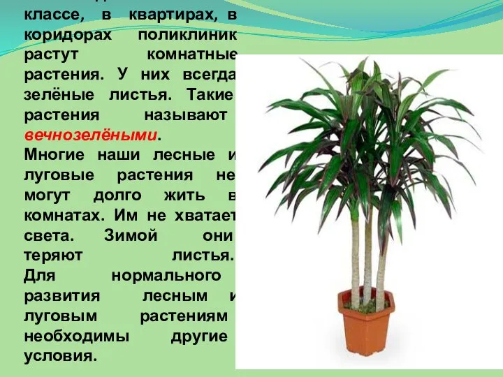 На подоконниках в классе, в квартирах, в коридорах поликлиник растут комнатные растения.