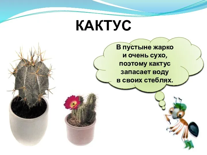 В пустыне жарко и очень сухо, поэтому кактус запасает воду в своих стеблях. КАКТУС