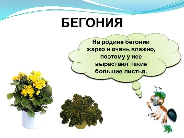 На родине бегонии жарко и очень влажно, поэтому у нее вырастают такие большие листья. БЕГОНИЯ