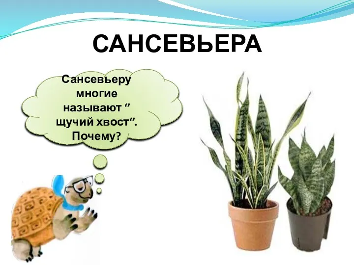 Сансевьеру многие называют ‘’ щучий хвост‘’. Почему? САНСЕВЬЕРА