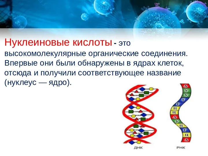 Нуклеиновые кислоты - это высокомолекулярные органические соединения. Впервые они были обнаружены в