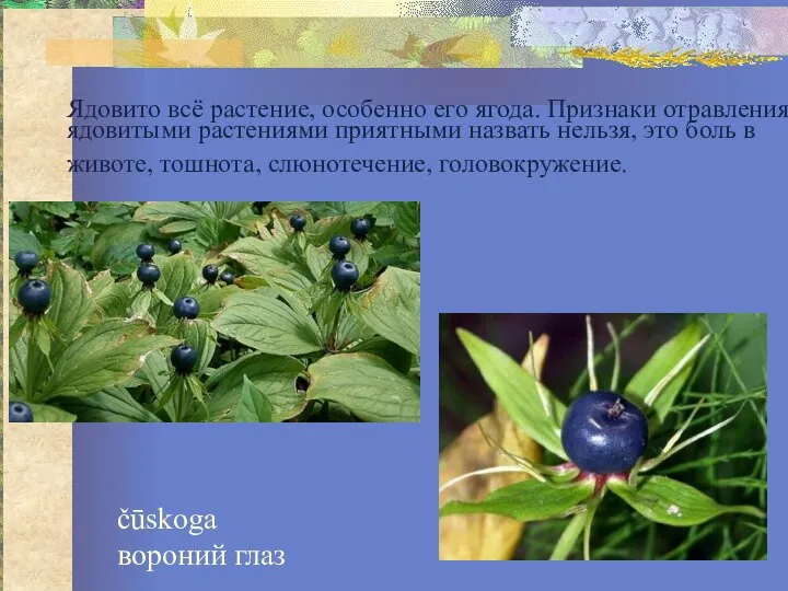 Ядовито всё растение, особенно его ягода. Признаки отравления ядовитыми растениями приятными назвать