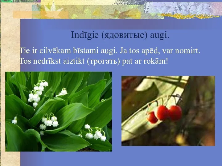 Indīgie (ядовитые) augi. Tie ir cilvēkam bīstami augi. Ja tos apēd, var