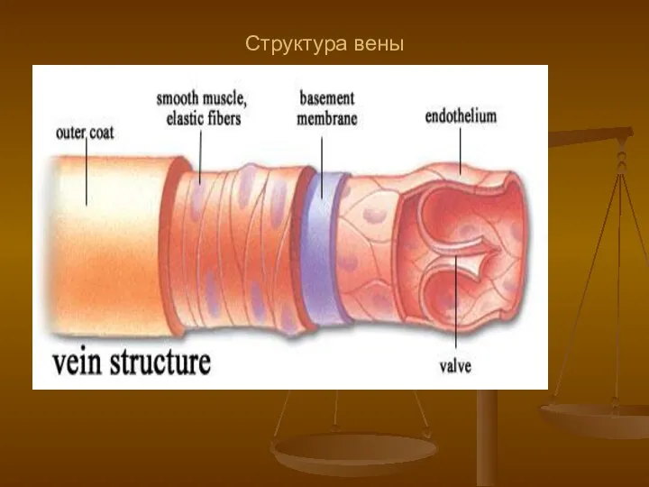 Структура вены
