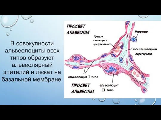 В совокупности альвеолоциты всех типов образуют альвеолярный эпителий и лежат на базальной мембране.