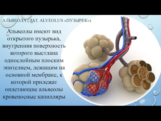 АЛЬВЕОЛА (ЛАТ. ALVEOLUS «ПУЗЫРЕК») Альвеолы имеют вид открытого пузырька, внутренняя поверхность которого