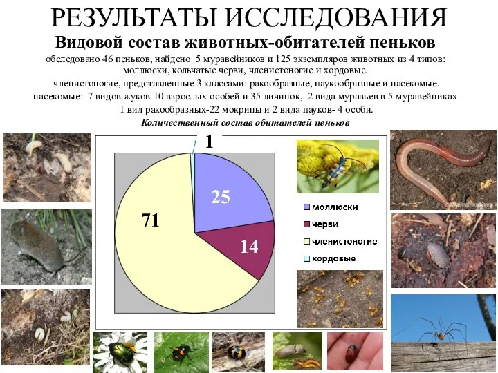 РЕЗУЛЬТАТЫ ИССЛЕДОВАНИЯ Видовой состав животных-обитателей пеньков обследовано 46 пеньков, найдено 5 муравейников