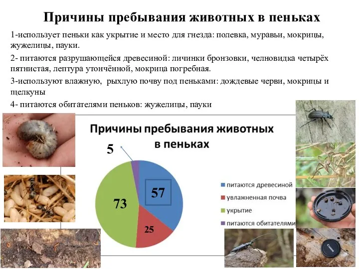 Причины пребывания животных в пеньках 1-использует пеньки как укрытие и место для