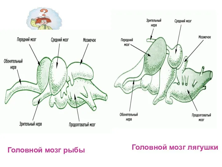Головной мозг рыбы Головной мозг лягушки