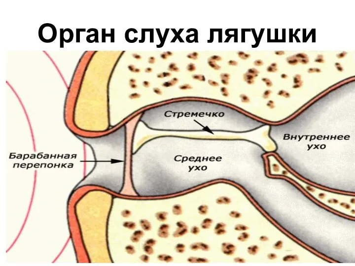 Орган слуха лягушки