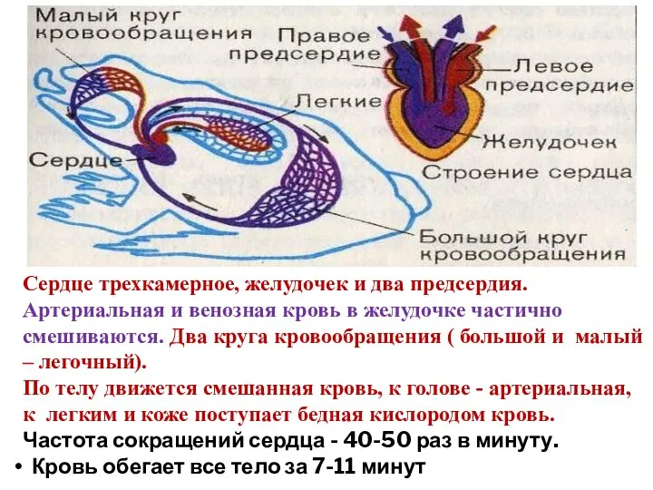 Сердце трехкамерное, желудочек и два предсердия. Артериальная и венозная кровь в желудочке