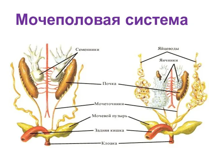 Мочеполовая система