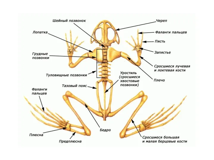Скелет лягушки