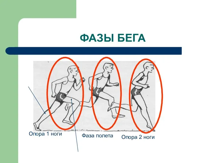 ФАЗЫ БЕГА Опора 1 ноги Фаза полета Опора 2 ноги