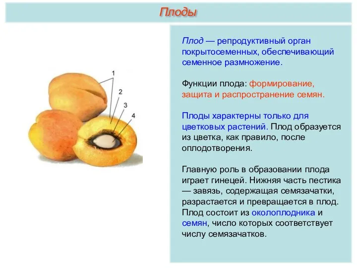 Плод — репродуктивный орган покрытосеменных, обеспечивающий семенное размножение. Функции плода: формирование, защита